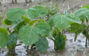 Las recientes lluvias empujan la siembra de soja, que será la más alta de los últimos seis años