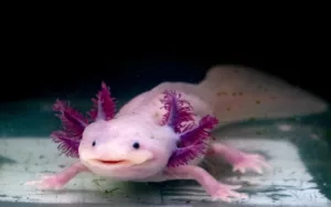 Los animales más raros del mundo