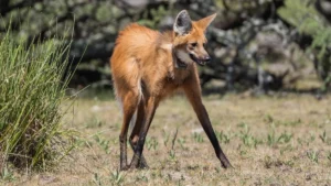 Avistaron un aguará guazú tras 200 años en La Pampa