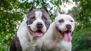 Detuvieron al dueño de los pitbulls que atacaron a una bebé