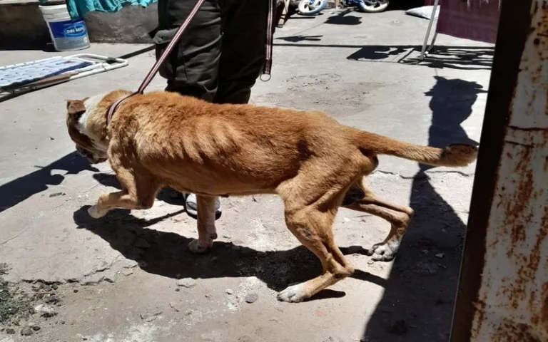 Maltrato animal La Municipalidad sancionó a un vecino con casi medio millón de pesos en alimento