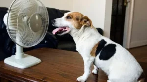 proteger mascotas del calor