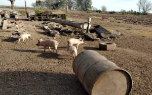 Más casos de triquinosis con foco en un pueblo cercano a Rosario