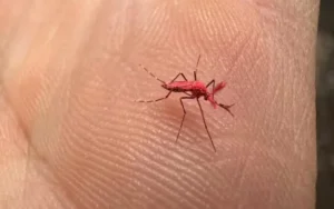 Mendoza liberó mosquitos rojos para combatir el dengue