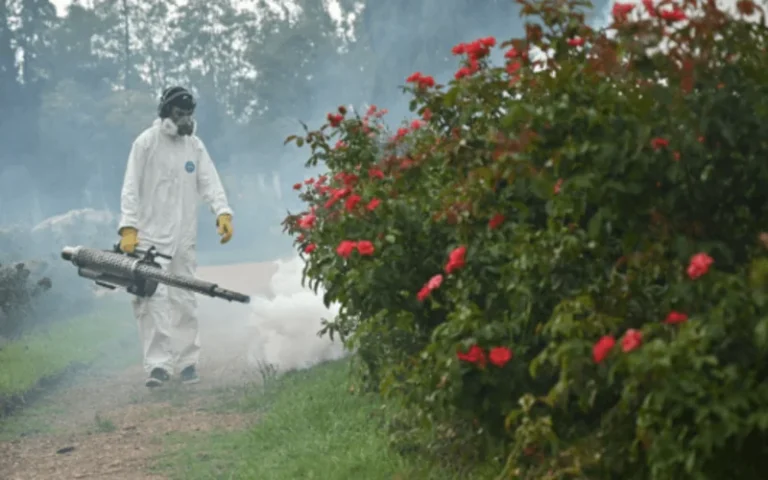 Mosquitos: La Municipalidad intensifica la fumigación en 67 parques y plazas