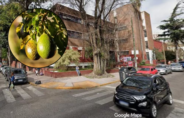 Murió un bebé tras ser golpeado por una palta que le cayó encima