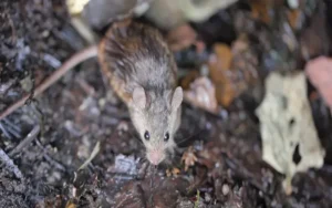 Murió una nena de 10 años por hantavirus en Buenos Aires
