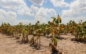 Nación prorrogó la emergencia agropecuaria en Santa Fe