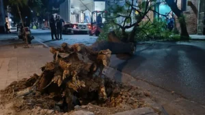 ocho árboles caídos en Rosario