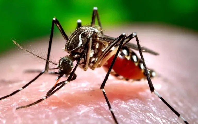 Objetivo Dengue: detectan presencia del mosquito Aedes Aegypti