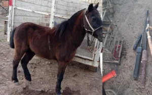 detenidos por maltrato animal en Rosario