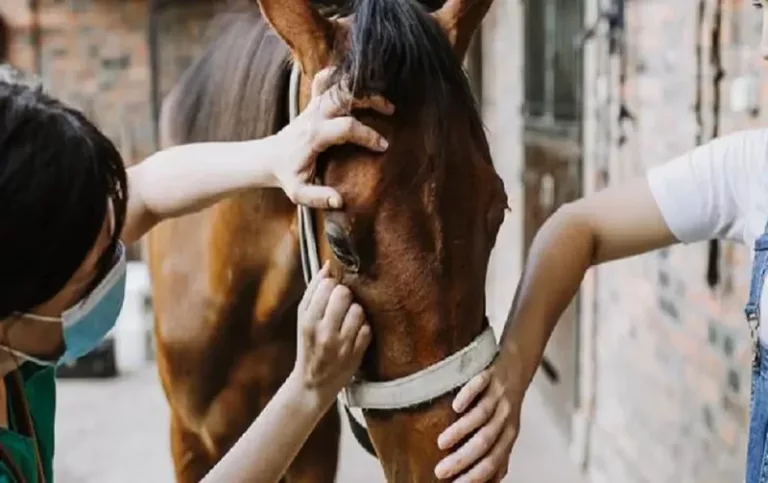 Otra muerte a causa de encefalitis equina en Argentina