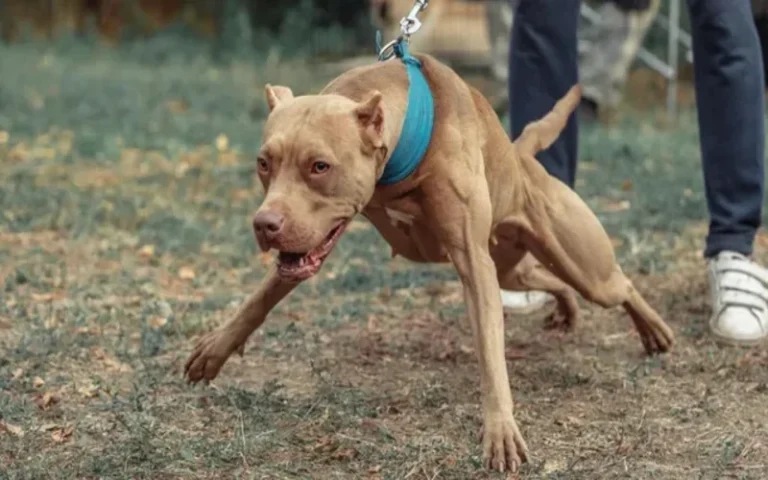 Otro ataque de perros en Santa Fe: pitbull atacó a un nene de 8 años