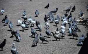 Palomas bajo control en Rosario