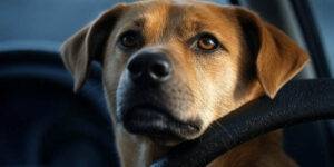 Perros encerrados en autos bajo el calor extremo, ¿qué dice la ley?