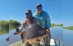 Pescadores capturaron un pacú gigante en el Paraná