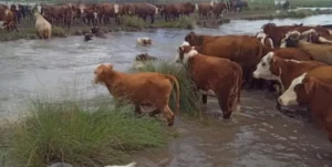 Piden emergencia agropecuaria por inundaciones en el norte santafesino