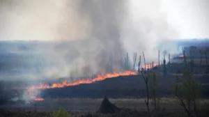 productores acusados incendios islas sobreseidos