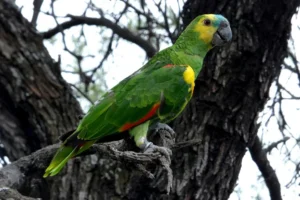 Preocupa el aumento de casos de psitacosis