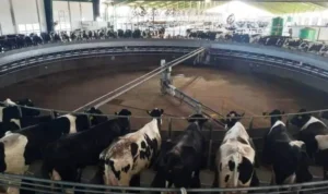 crisis del sector lechero en santa fe