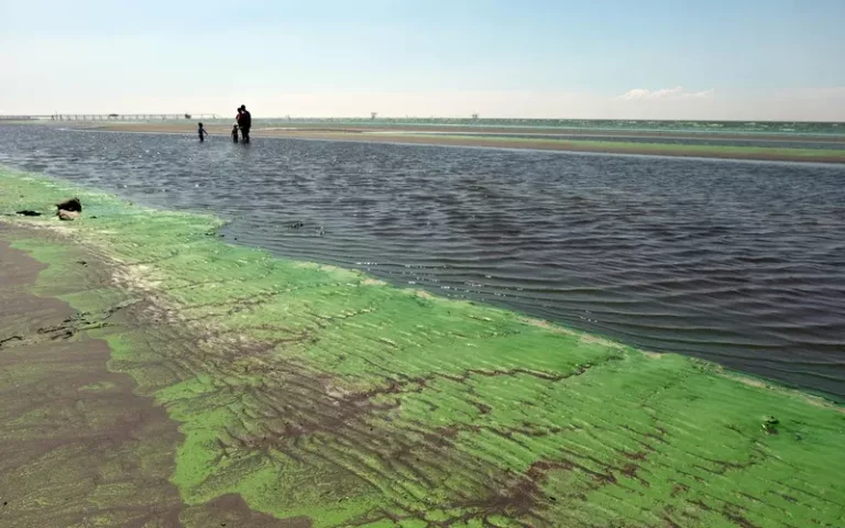 Qué son y cómo cuidarse de las cianobacterias