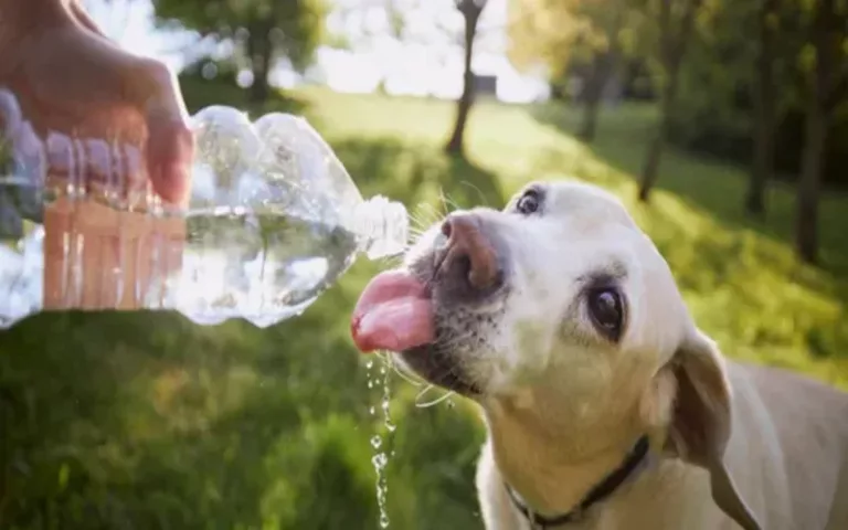 Recomendaciones para proteger a tus mascotas ante la ola de calor