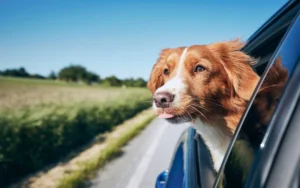 Recomendaciones para viajar con mascotas en auto durante las vacaciones