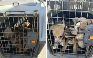 Rescatan 13 perros maltratados en una casa de zona norte