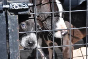 cachorritos abandonados fueron rescatados
