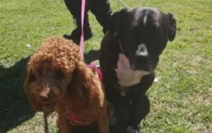 Rescatan a dos perros encerrados en un auto en el estacionamiento de un supermercado en Rosario