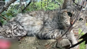 rescate gatito Rosario