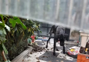 Rescatan a un perro en estado de abandono