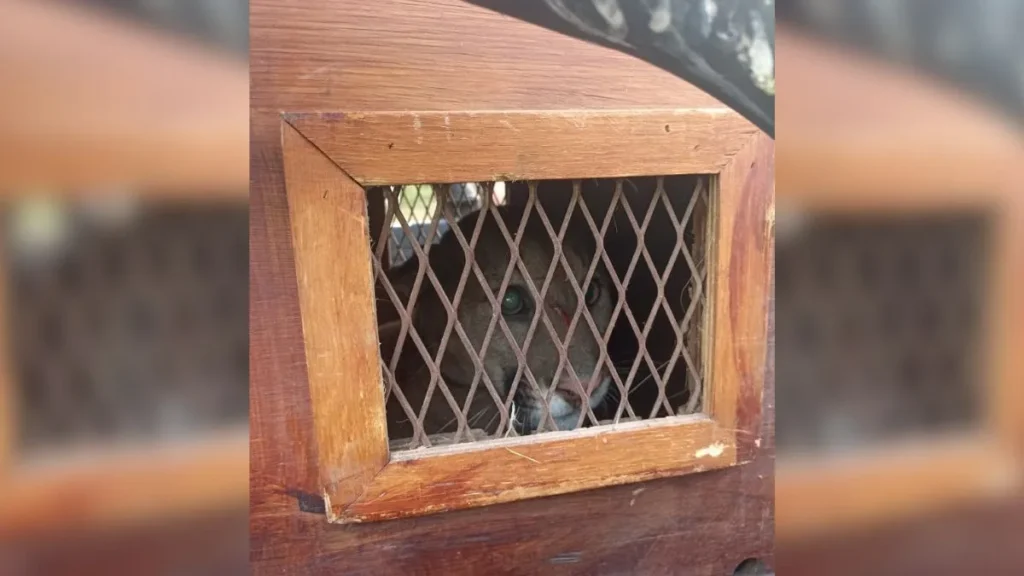 Rescatan a un puma herido en un barrio de Santa Fe.