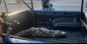 Rescatan un yacaré herido en zona norte.