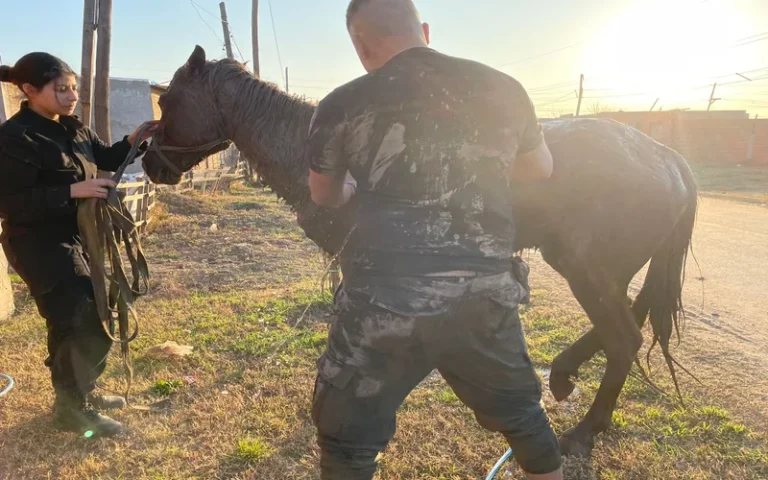 Rescataron a un caballo del interior de un pozo ciego