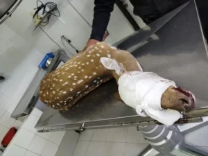 Rescataron a un ciervo herido en el predio de Vicentín