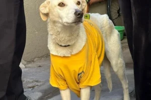 Operativo de rescate de un perro desnutrido en Rosario