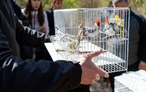 Rescataron aves en peligro de extinción tras un operativo en una casa en zona sudoeste