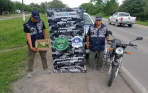 Rescataron cotorras víctimas del tráfico ilegal en Tucumán