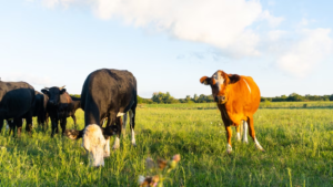 Robaron más de 100 vacas a un productor de Santa Fe.