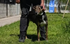 Rosario: Más de 100 animales esperan por una familia en el Imusa