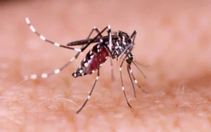 Rosario cambia el criterio para contar los casos de dengue