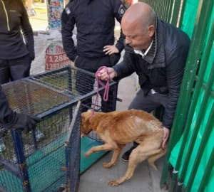 denuncia a una familia por maltrato animal