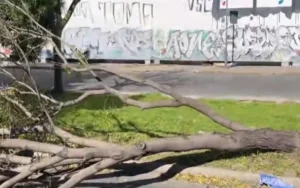 Rosario: Un árbol de gran porte cayó encima de un motociclista
