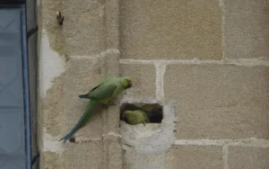 Rosario vive una curiosa invasión de cotorras