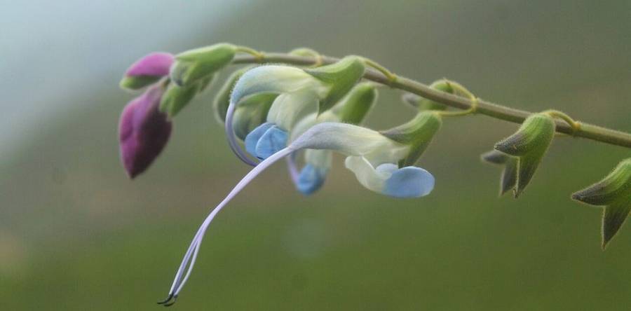 Salvia Messi, la planta hallada en Perú que homenajea a Lionel