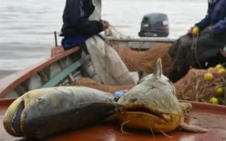 Santa Fe: Suspenden por un año la exportación de pescado