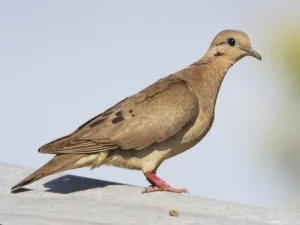 Santa Fe debate proyecto que declara a las palomas como plaga.