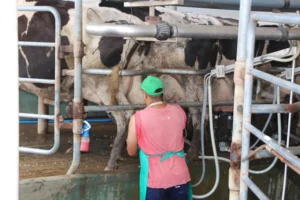 exportaciones lácteos