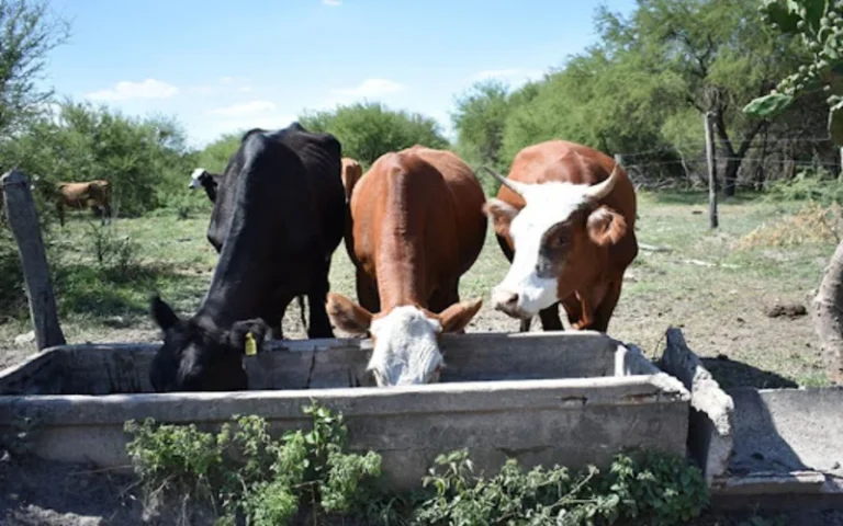 Santa Fe perdió 250 mil cabezas de ganado debido a la sequía